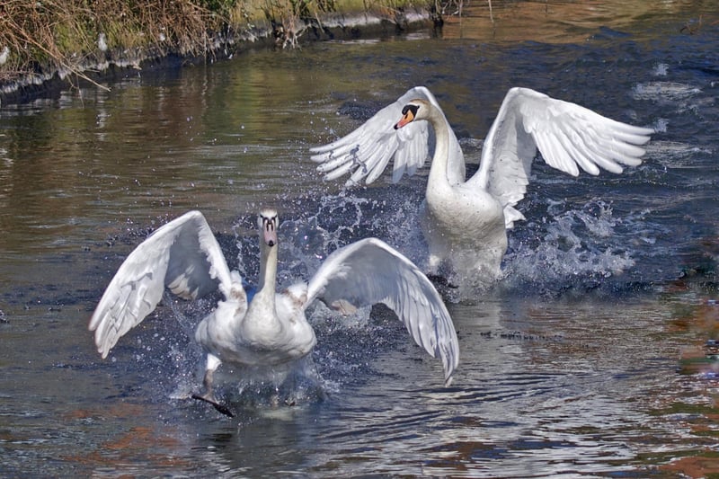 Mute swans coming into land at Princes Park by Martin Rumary. SUS-210317-094823001
