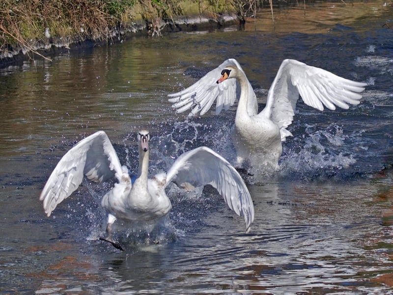 Mute swans coming into land at Princes Park by Martin Rumary. SUS-210317-094823001