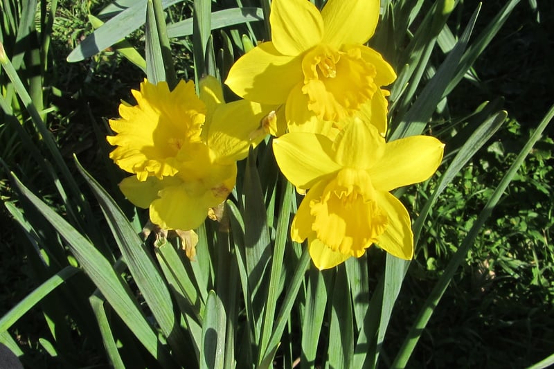 Denise Gough took these spring daffodils with a Canon PowerShot SX220. SUS-210317-095316001