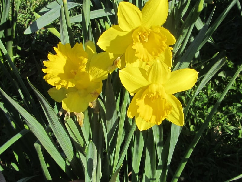 Denise Gough took these spring daffodils with a Canon PowerShot SX220. SUS-210317-095316001