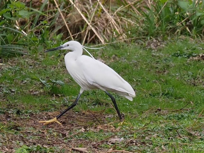 Little Egret striding to fish in a stream in Hampden Park
Taken by Derek A Briggs using Olympus mirrorless camera SUS-210317-100009001