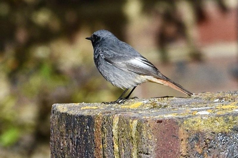Richard Newman came across this black redstart in Saffrons Park, and captured it on a Nikon D750. SUS-210317-100724001
