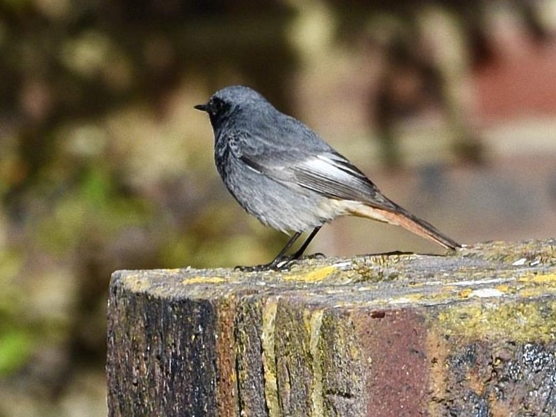 Richard Newman came across this black redstart in Saffrons Park, and captured it on a Nikon D750. SUS-210317-100724001