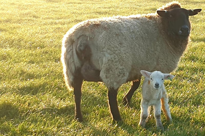 Ewe with her lamb in the Cuckmere Valley, by Fiona Coutts. SUS-210317-101702001