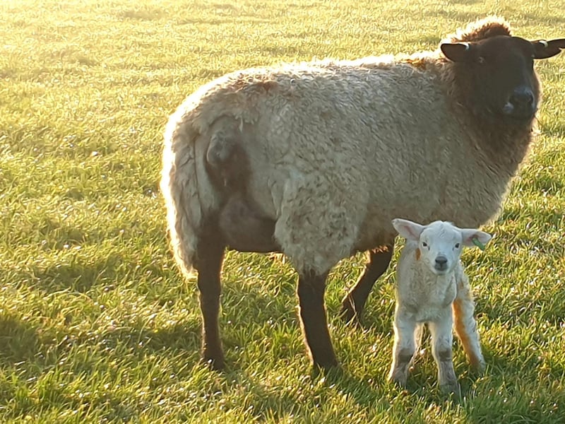 Ewe with her lamb in the Cuckmere Valley, by Fiona Coutts. SUS-210317-101702001