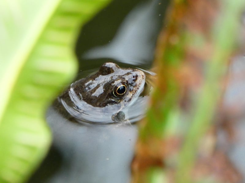 This swimming toad was taken in the Roselands area by Geoff Duffell with Lumix FZ82 Bridge camera. SUS-210317-102232001