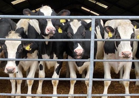 Cows looking forward to turn out. Taken by Karen Bailey with an iPhone. SUS-210317-103414001