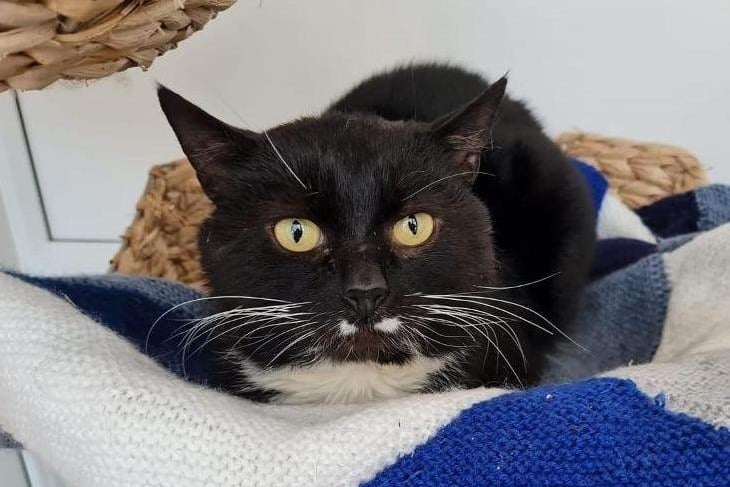 Joseph is FIV positive so needs an indoor home and as the only cat. He's a shy boy as presumably he's never really had somewhere to call home and hasn't been well socialised. He just needs a quiet home without young children or dogs and with a patient new owner willing to give him time to settle.