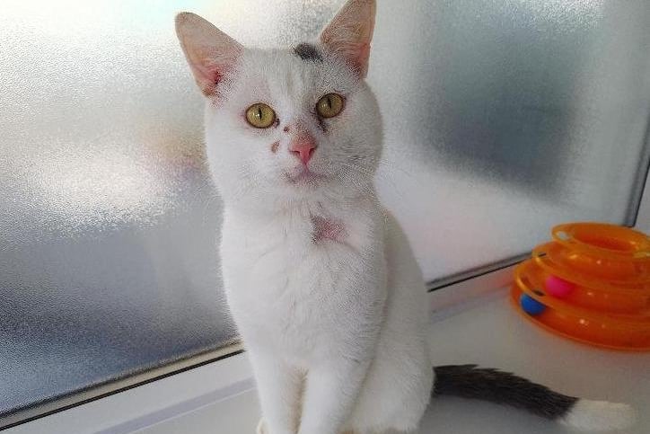 Handsome Casper came into care through the inspectorate as an unclaimed stray. He is around 3 years old.
Casper is an affectionate cat who is looking for an indoor home as he is FIV positive. If possible, he would benefit from access to an escape-proof garden or patio.
He could live with children over the age of 10 but can't live with other cats.
