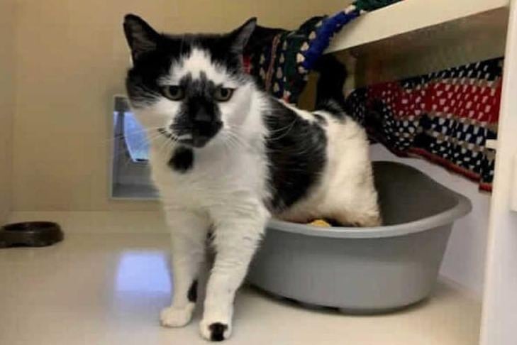 This beautiful big boy is Mischief and he has found himself in RSPCA care due to him needing medical attention and no owners to care for him. After seeing a vet and receiving the treatment he needed, he is now ready to look for his forever home.