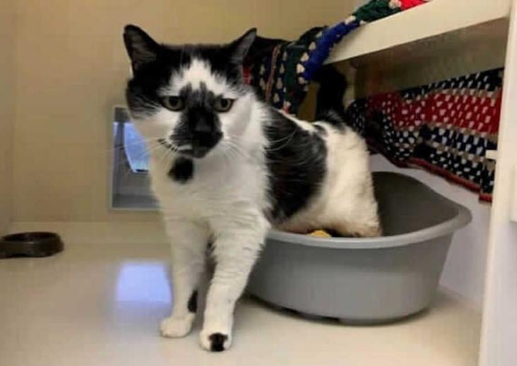 This beautiful big boy is Mischief and he has found himself in RSPCA care due to him needing medical attention and no owners to care for him. After seeing a vet and receiving the treatment he needed, he is now ready to look for his forever home.