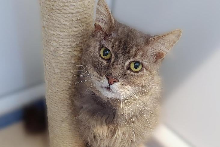 This beautiful fella was a long time stray who came to us with a few war wounds caused by fighting. He is approximately 5 years old.
Darwin is a friendly cat who loves treat time and fuss. He can be wary of strangers and easily startled but we are sure he will blossom in a loving home. We would like to find Darwin a home with no other cats and where any children are no younger than 10 years old.