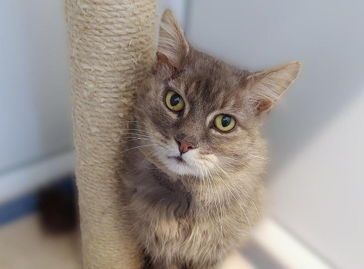 This beautiful fella was a long time stray who came to us with a few war wounds caused by fighting. He is approximately 5 years old.
Darwin is a friendly cat who loves treat time and fuss. He can be wary of strangers and easily startled but we are sure he will blossom in a loving home. We would like to find Darwin a home with no other cats and where any children are no younger than 10 years old.
