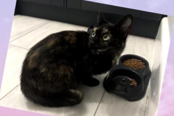 Little Belle is around 18 months old and looking for a new home.
Belle loves company and is a friendly kittie. She may be able to live with another cat after slow and careful introductions. Belle could live with school-aged children.