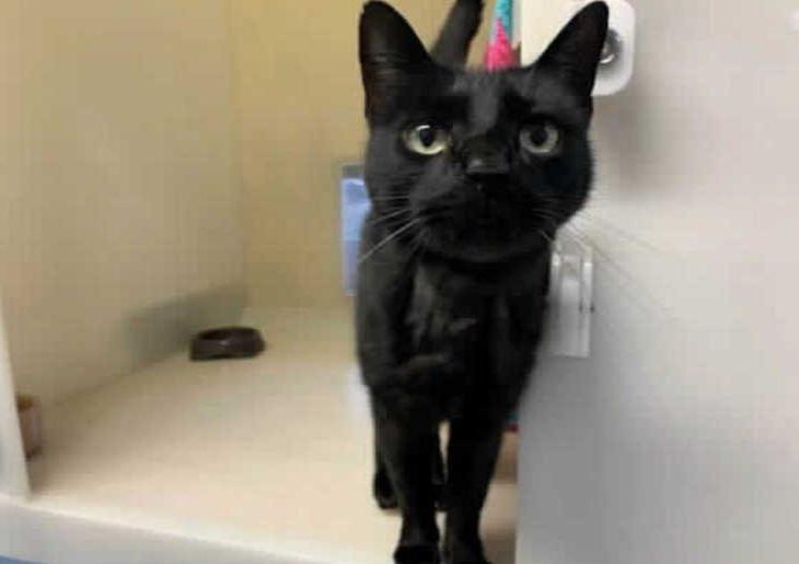 This handsome fella is Dave and he came to us via an Inspector along with 4 other cats after their previous owner sadly passed away. Since receiving some medical treatment for his skin, Dave is now ready to find his forever home.
Dave is a confident and friendly cat but does not always like to be handled unless its for a fuss. He can be very affectionate and loves people, however he will let you know if he does not like something.