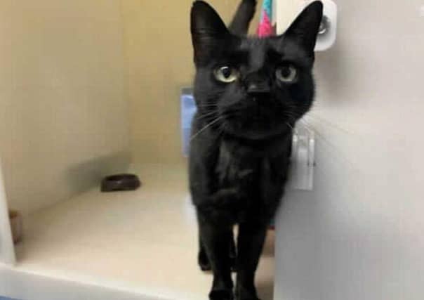 This handsome fella is Dave and he came to us via an Inspector along with 4 other cats after their previous owner sadly passed away. Since receiving some medical treatment for his skin, Dave is now ready to find his forever home.
Dave is a confident and friendly cat but does not always like to be handled unless its for a fuss. He can be very affectionate and loves people, however he will let you know if he does not like something.