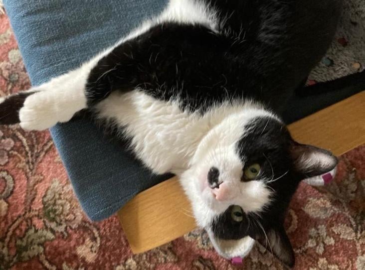 Frank came to us as an injured stray, but despite spending a stint on the streets (we're unsure exactly how big of a stint) he is a loving lad once he's gets to know you. 
Whilst he's no lap cat, Frank loves his sleep - in fact he can get a bit grouchy without it - and enjoys sleeping on comfy chairs and blanket covered windowsills to catch some z's.
