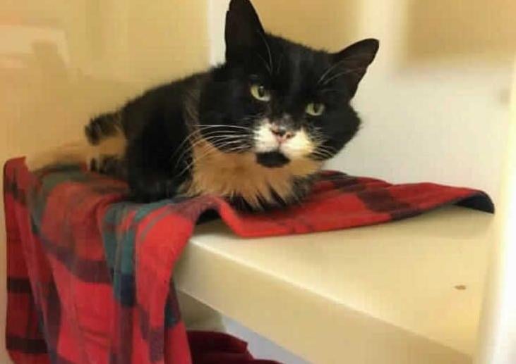 This is Woody! He was brought into RSPCA care via the Local Authorities as he was very unwell and living in a group of stray cats. Now he has fully recovered he is ready to look for a new forever home.
Woody was very poorly with cat-flu when he arrived in our care but he has always been very grateful for us caring for him. He is a very sweet and affectionate cat but can be rather forceful at times. He knows what he wants and will certainly let you know!