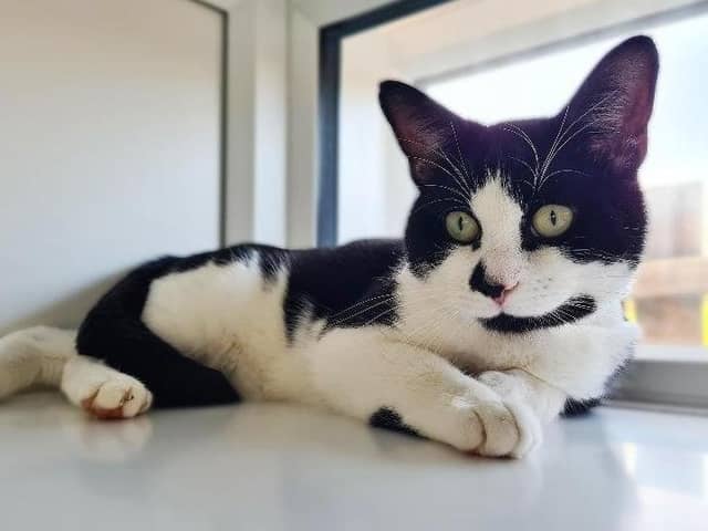 What you should do if you find a stray, feral or lost cat