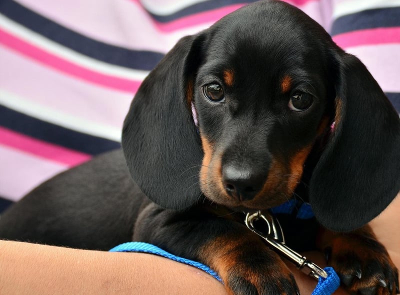 Dachshund puppies like this one are tiny and adorable....
