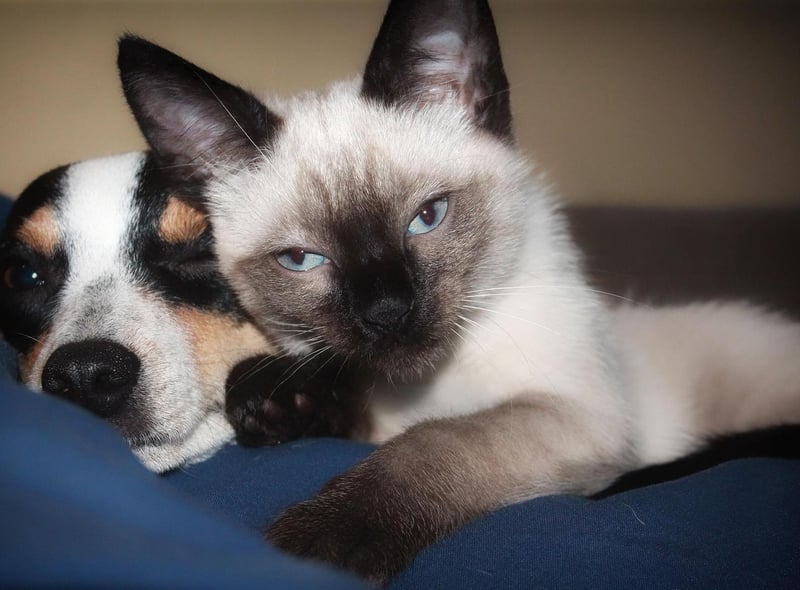 Who said cats and dogs can't get along....