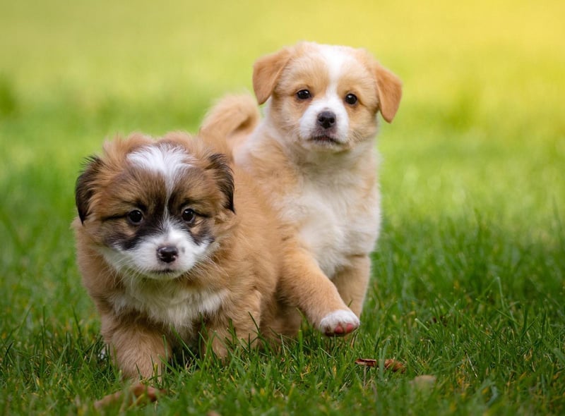 Two's company for these little cuties...