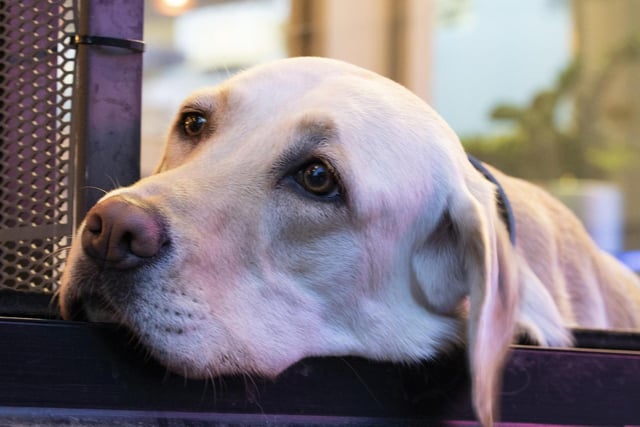 When will they take me for a walk....