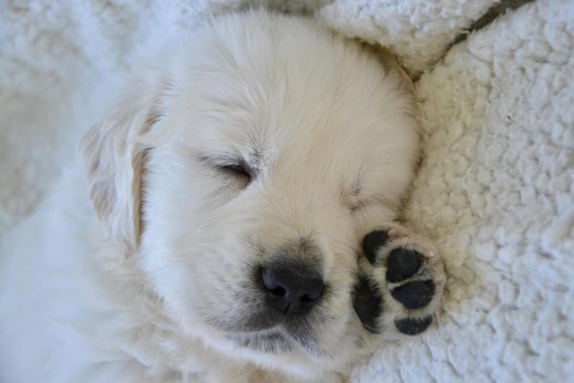 Couldn't be comfier - do not disturb...