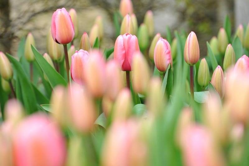 The tulips are expected to remain in bloom for about four weeks. Photograph: Steve Robards/ SR2104093 (13)