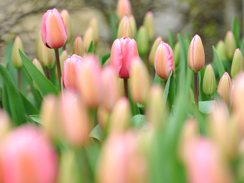 The tulips are expected to remain in bloom for about four weeks. Photograph: Steve Robards/ SR2104093 (13)
