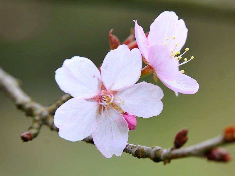 Visitors can also expect to see a host of other spring flowers. Photograph: Steve Robards/ SR2104093 (12)