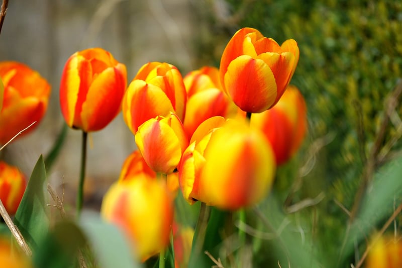 More than 160 different named tulips feature this year. Photograph: Steve Robards/ SR2104093 (1)