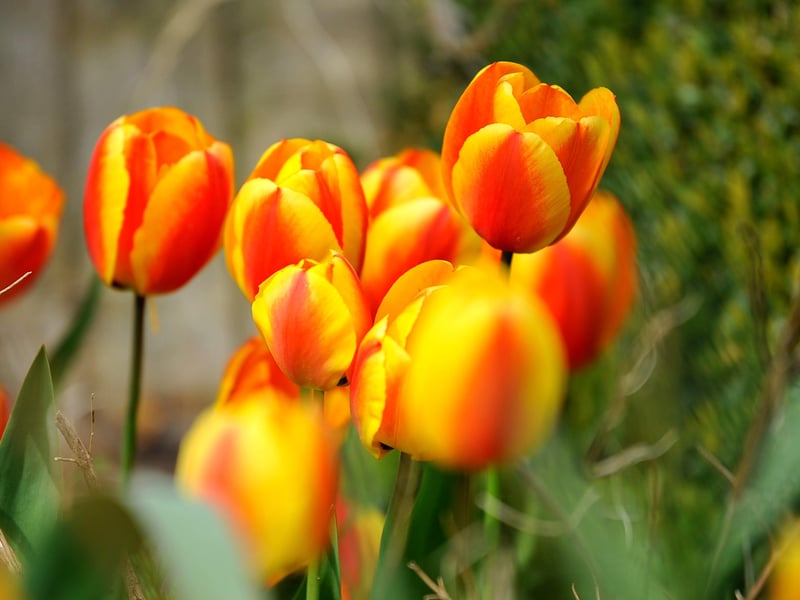 More than 160 different named tulips feature this year. Photograph: Steve Robards/ SR2104093 (1)