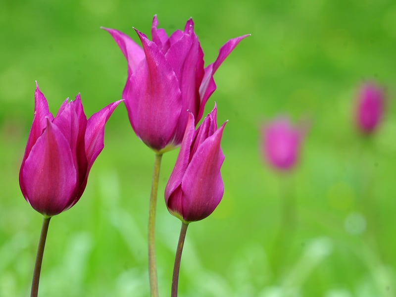 A lily-flowered variety. Photograph: Steve Robards/ SR2104093 (7)