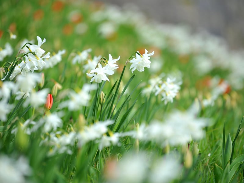 Narcissi in bloom. Photograph: Steve Robards/ SR2104093 (6)