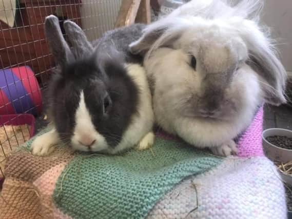 The rabbit pens at Animals In Need are full
