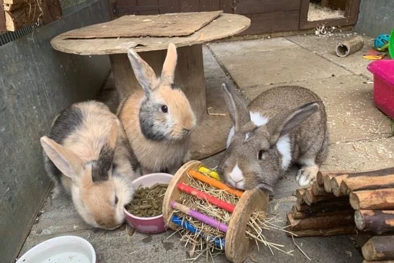 Could you re-home some rabbits from Animals In Need?