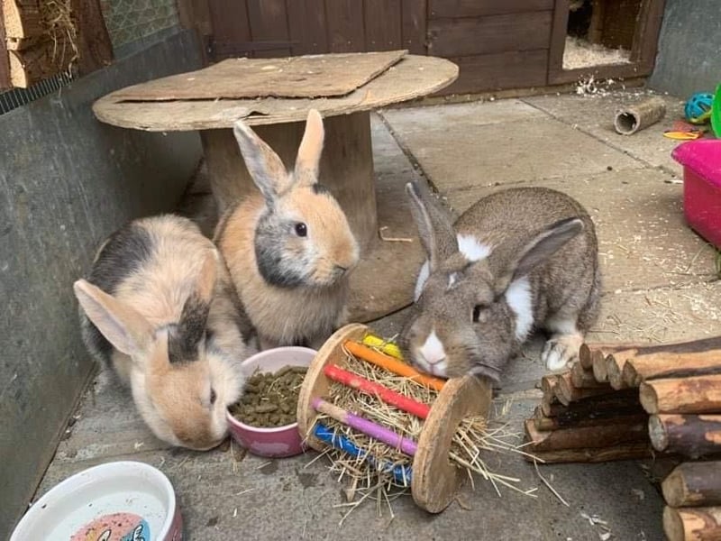 Could you re-home some rabbits from Animals In Need?