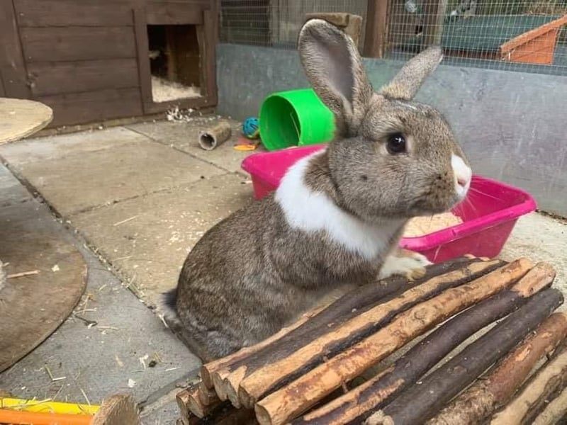 This rabbit is looking for a new home