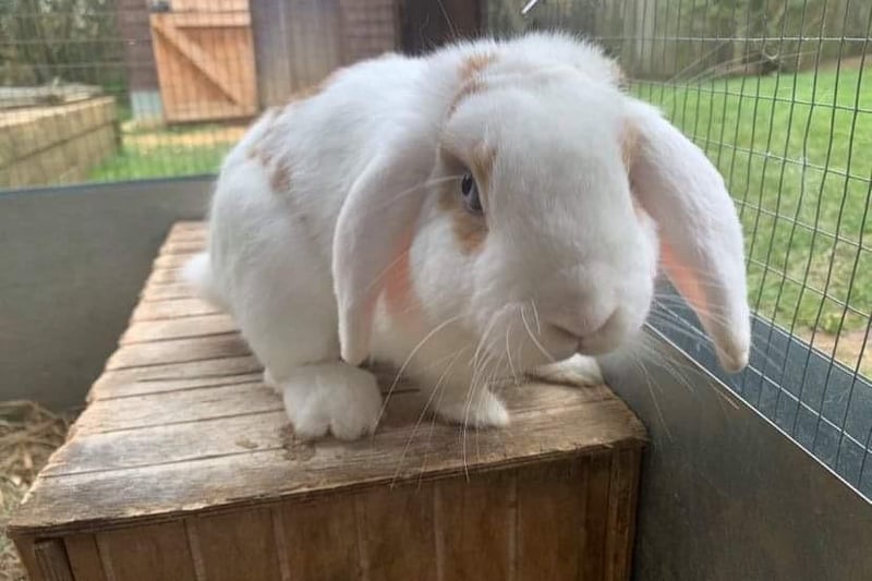 Animals In Need is appealing for homes for the rabbits in its care