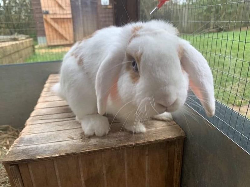 Animals In Need is appealing for homes for the rabbits in its care