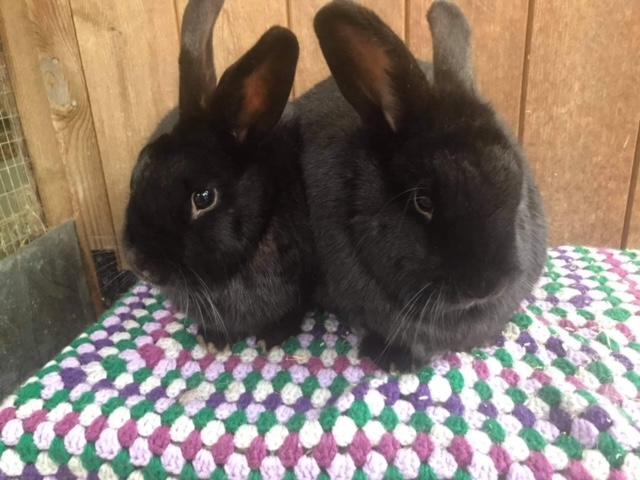 For more information about re-homing these rabbits or any of the other animals at Animals In Need, go to animals-in-need.org