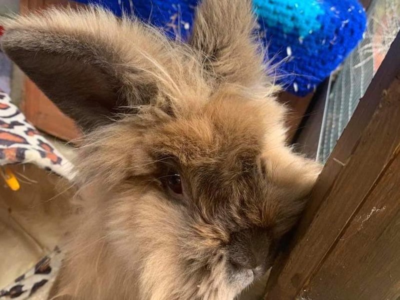 The rabbit pens at Animals In Need are full - can you help?