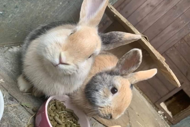 Could you re-home this pair of rabbits?