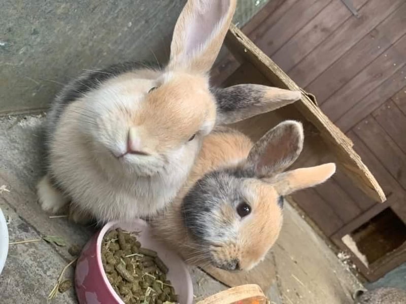 Could you re-home this pair of rabbits?