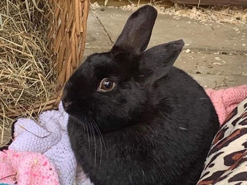 All the bunnies want is somewhere to call home