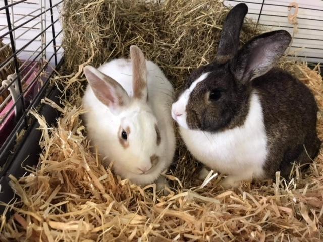 If you're looking for a new family pet, Animals In Need is a great place to start