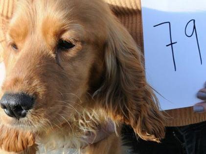 Dog 79
