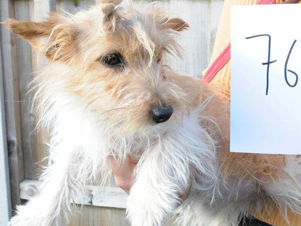 Dog 76