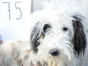 Dog 75